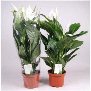 Спатифиллум  50 см.